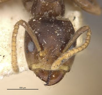 Media type: image;   Entomology 21302 Aspect: head frontal view